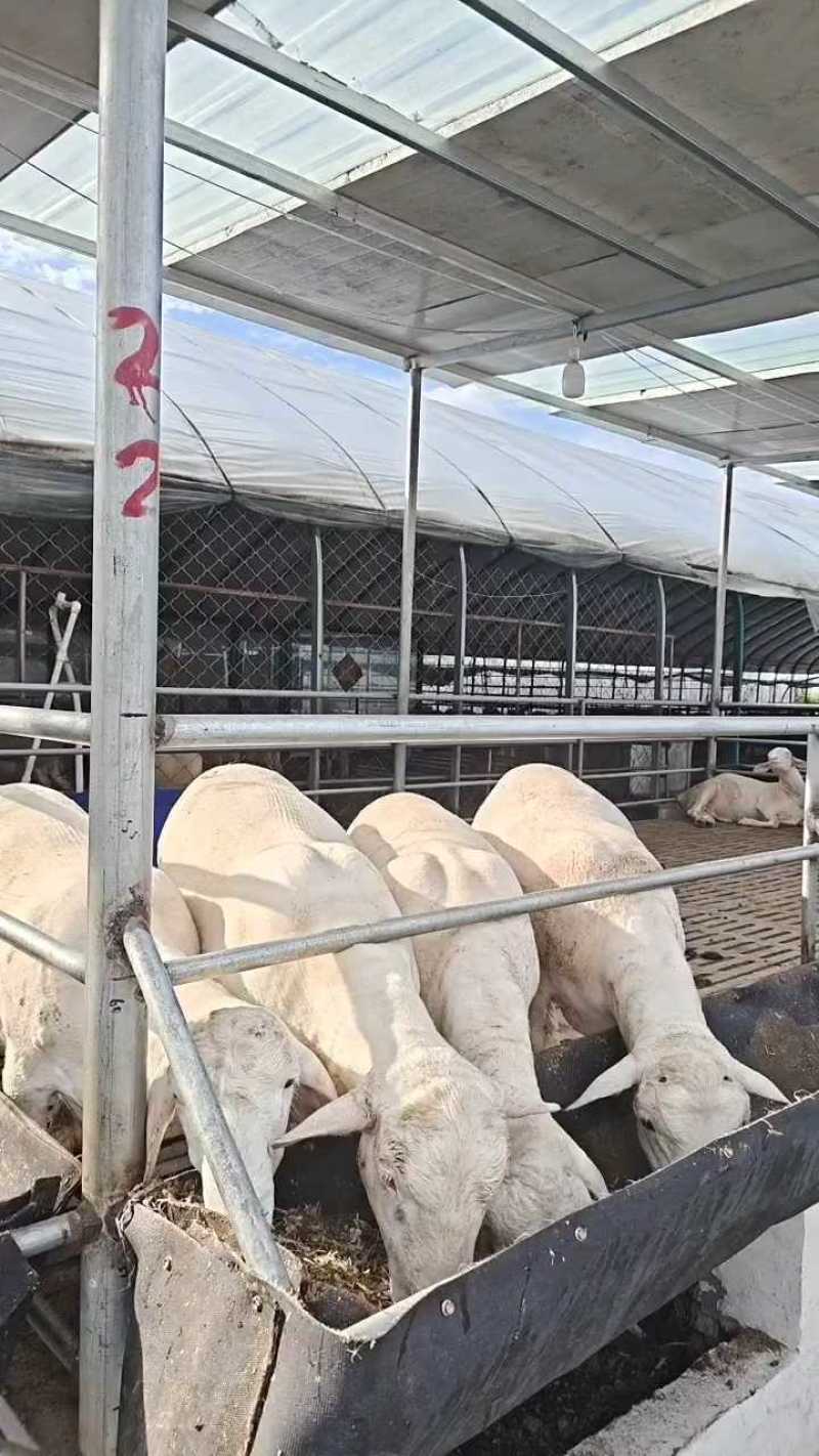 澳洲白头胎怀孕大母羊对接养殖户适应环境能力好品种纯正