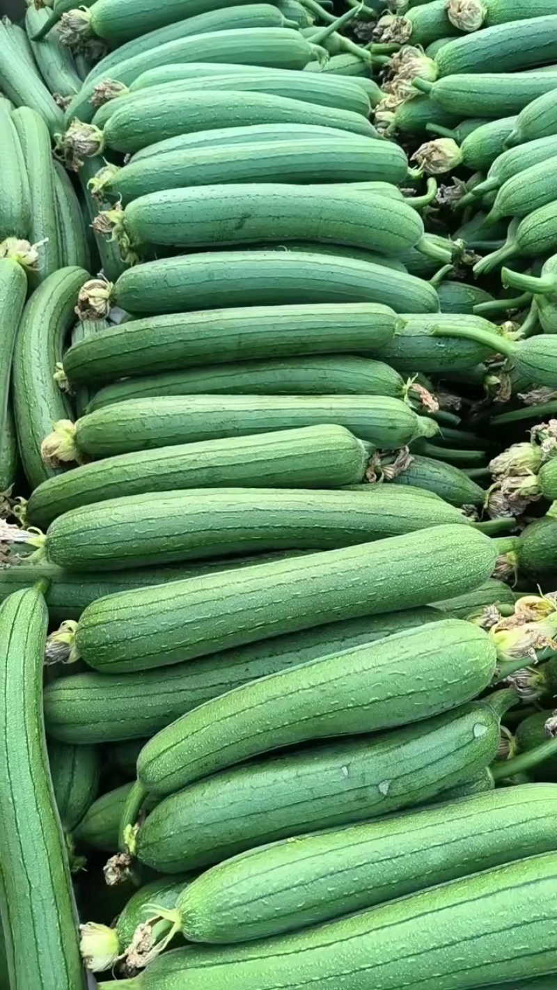 推荐精品鲜花油皮丝瓜小丝瓜产地直供量大从优联系