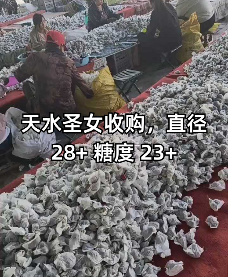 【精品】天水套袋樱桃胜利樱桃一手货源新鲜上市全国发货