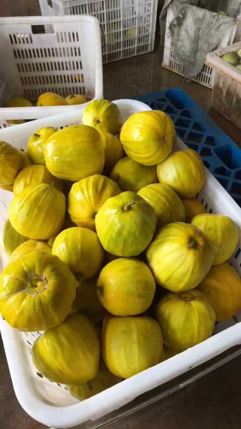 【丑八怪香瓜】湖北枝江基地直供质量保证量大优惠对接商超
