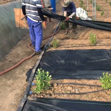 果园用防草布