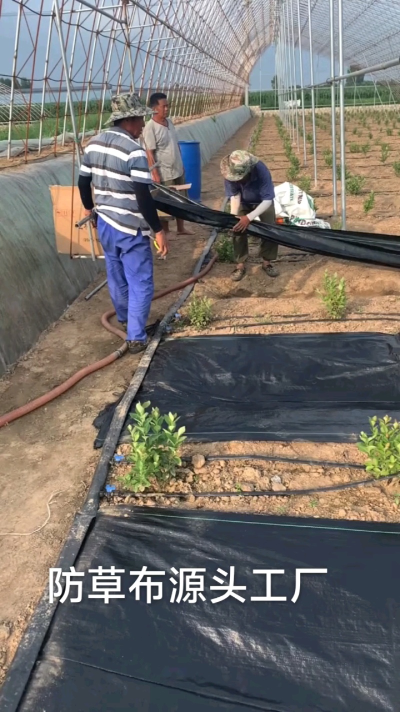 果园用防草布