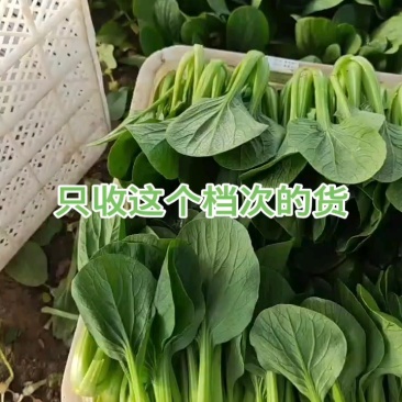 纯精品上海青