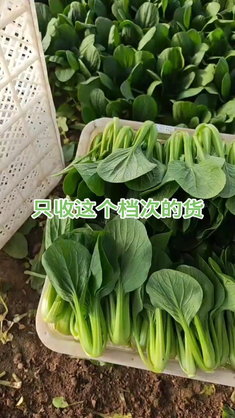 纯精品上海青