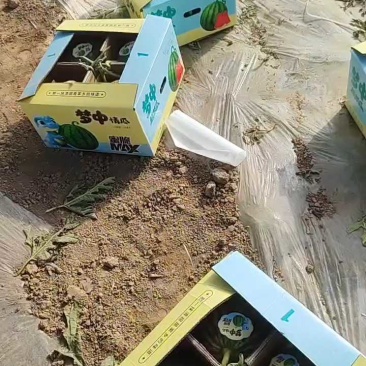 甘肃庆阳黄土高原精品美都麒麟大量上市质量保证全国代发货