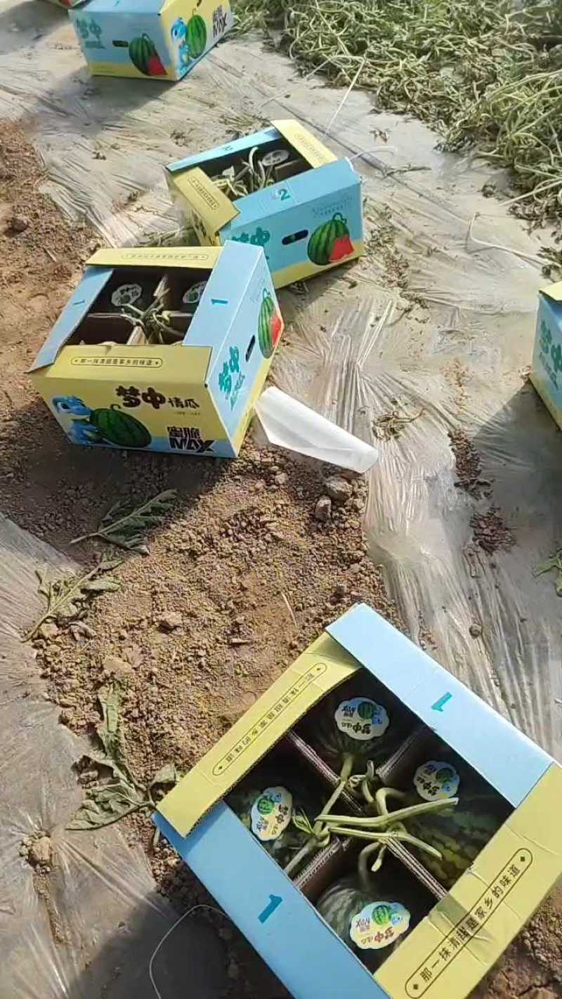 甘肃庆阳黄土高原精品美都麒麟大量上市质量保证全国代发货