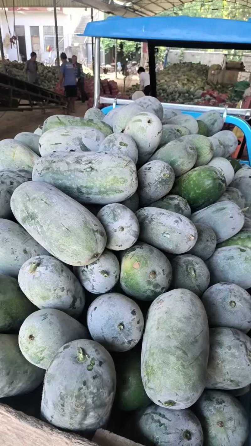 水果冬瓜小车价一毛二，欢迎采购