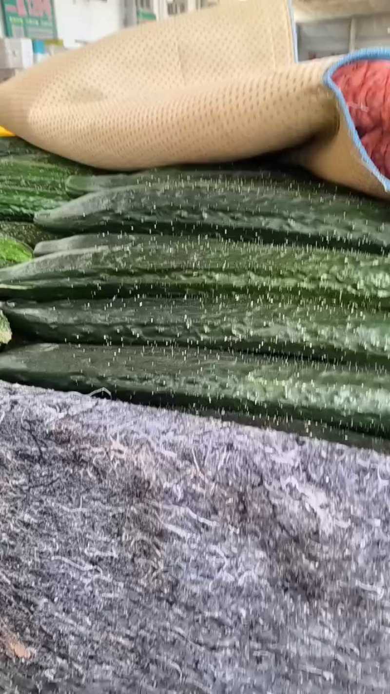 精品密刺黄瓜产地直发品质保证现摘现发干花带刺可视频看货