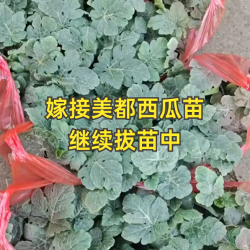 西瓜苗,嫁接美都8424苗,甜瓜苗支持全国发苗
