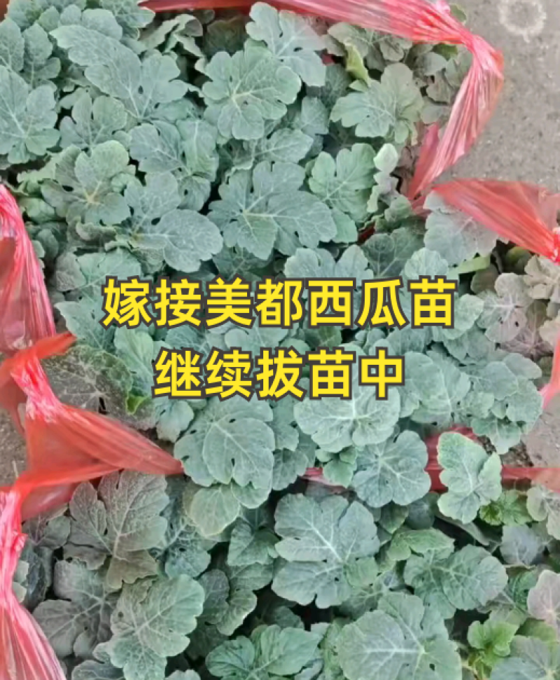 西瓜苗，嫁接美都8424苗，甜瓜苗支持全国发苗