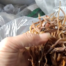 黄花莱野生批发零售菜口感好大山釆摘一手货源产地直发