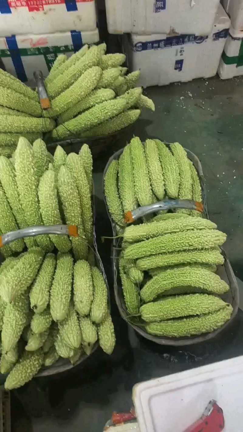 青苦瓜，白苦瓜大量有货，支持视频看货论价。
