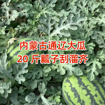 辽宁甜王西瓜价格美丽质量好走货快对接全国量大从优欢迎询价