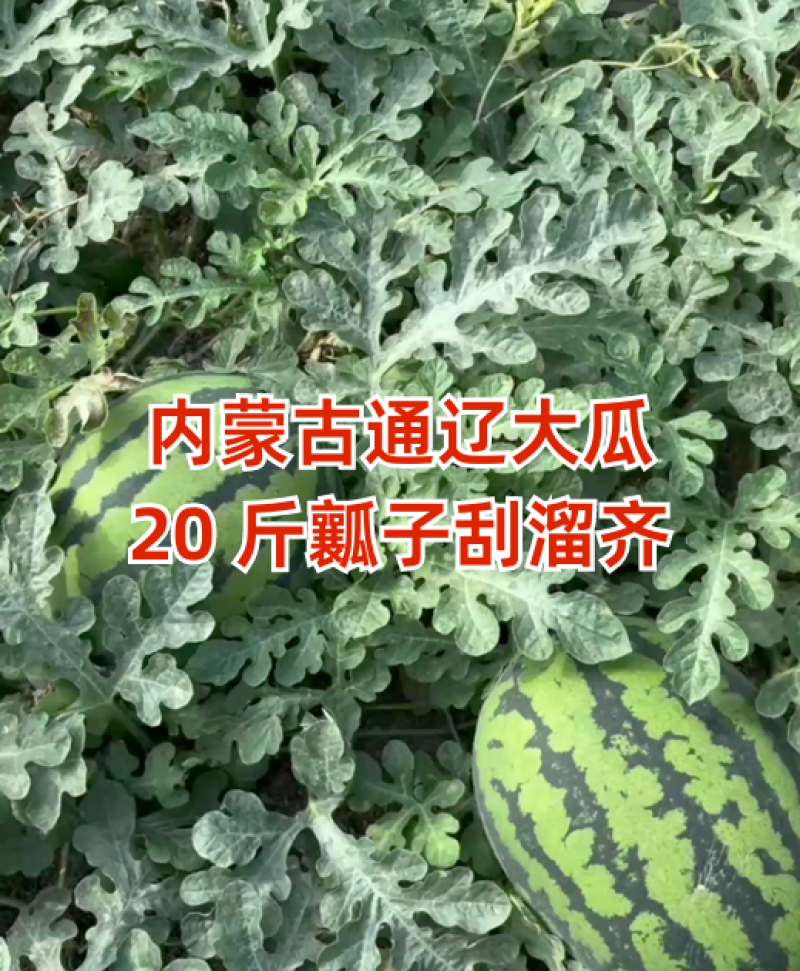 辽宁甜王西瓜价格美丽质量好走货快对接全国量大从优欢迎询价