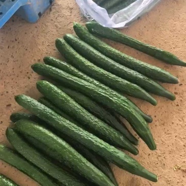 密刺黄瓜一手货源支持视频看货保质保量欢迎订购