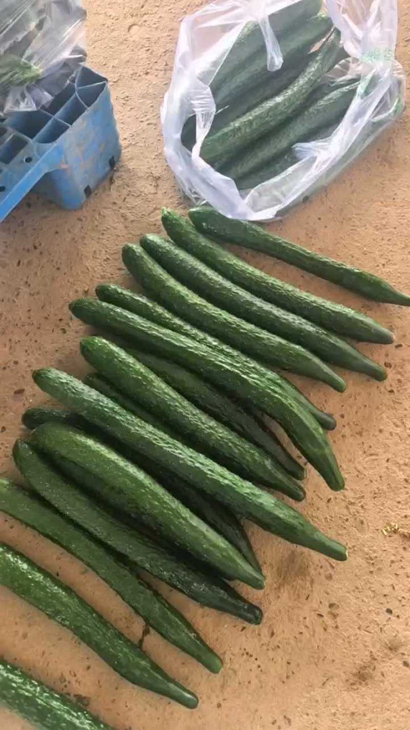 密刺黄瓜一手货源支持视频看货保质保量欢迎订购