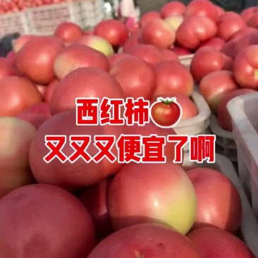 西红柿地头直采保证新鲜，大量现货