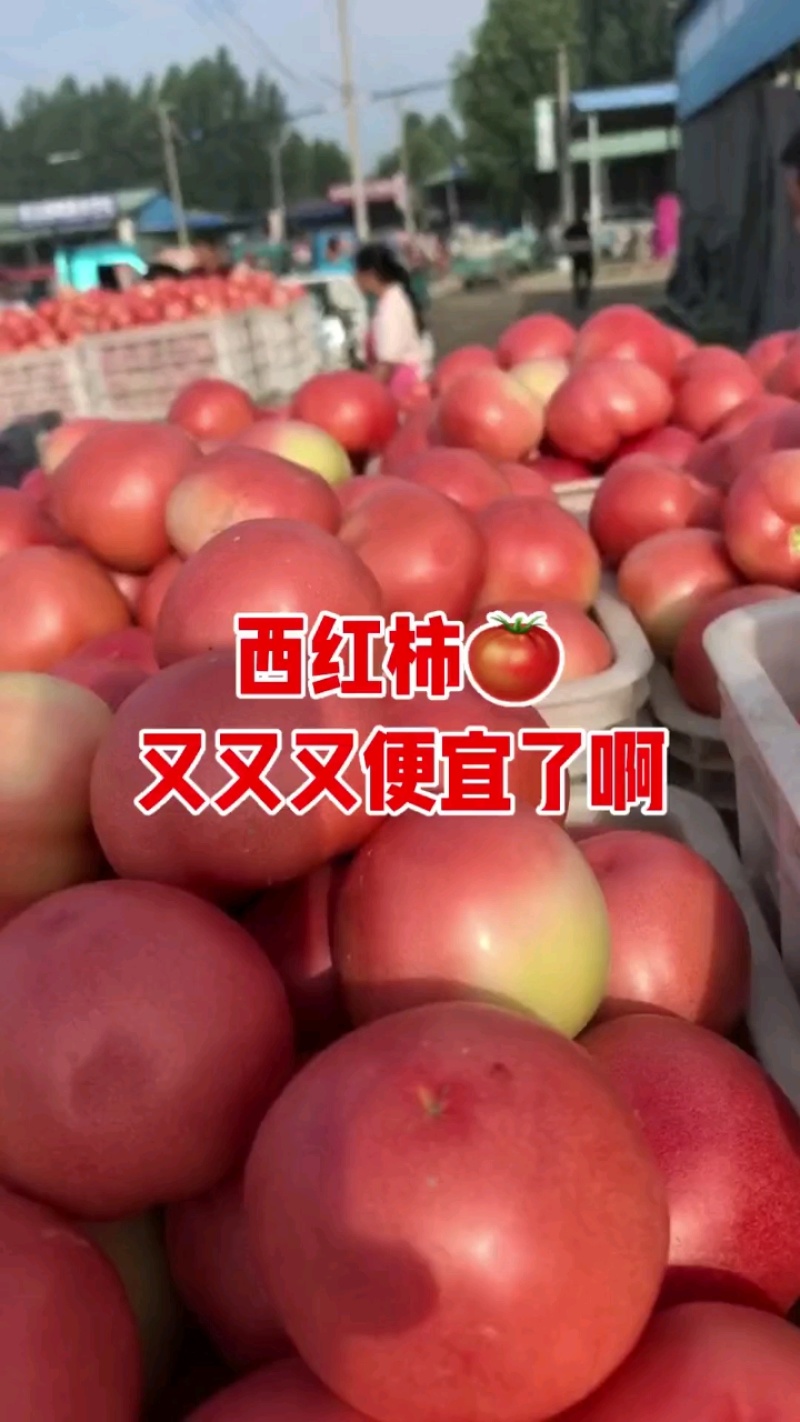 西红柿地头直采保证新鲜，大量现货