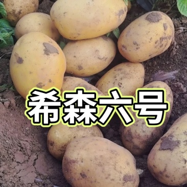 新沃土荷兰十五希森土豆产地全国代发并有专业团队为你服务