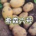 新沃土荷兰十五希森土豆产地全国代发并有专业团队为你服务