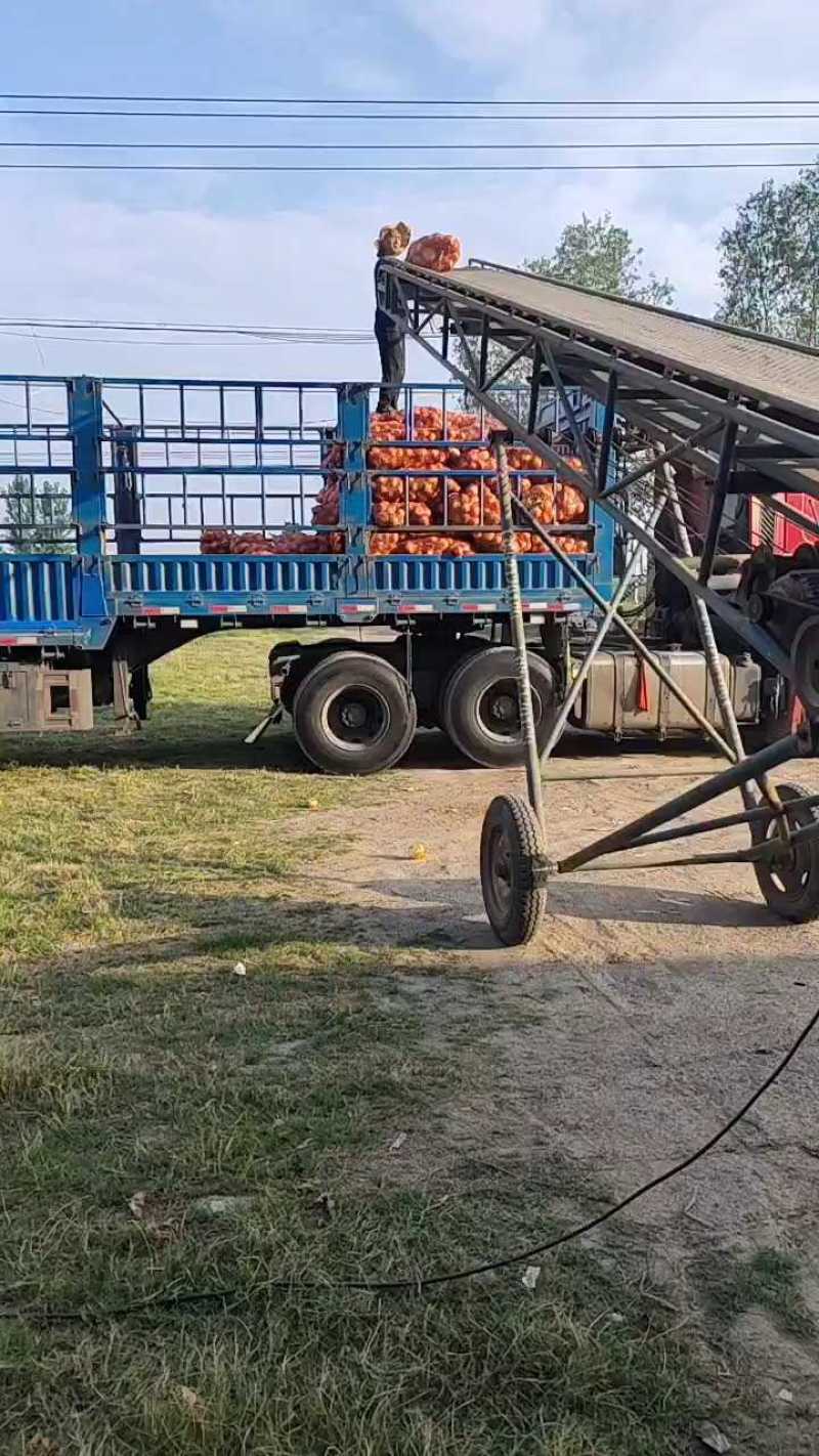 黄皮洋葱山东济宁洋葱基地发货量大从优保质保量诚信经营