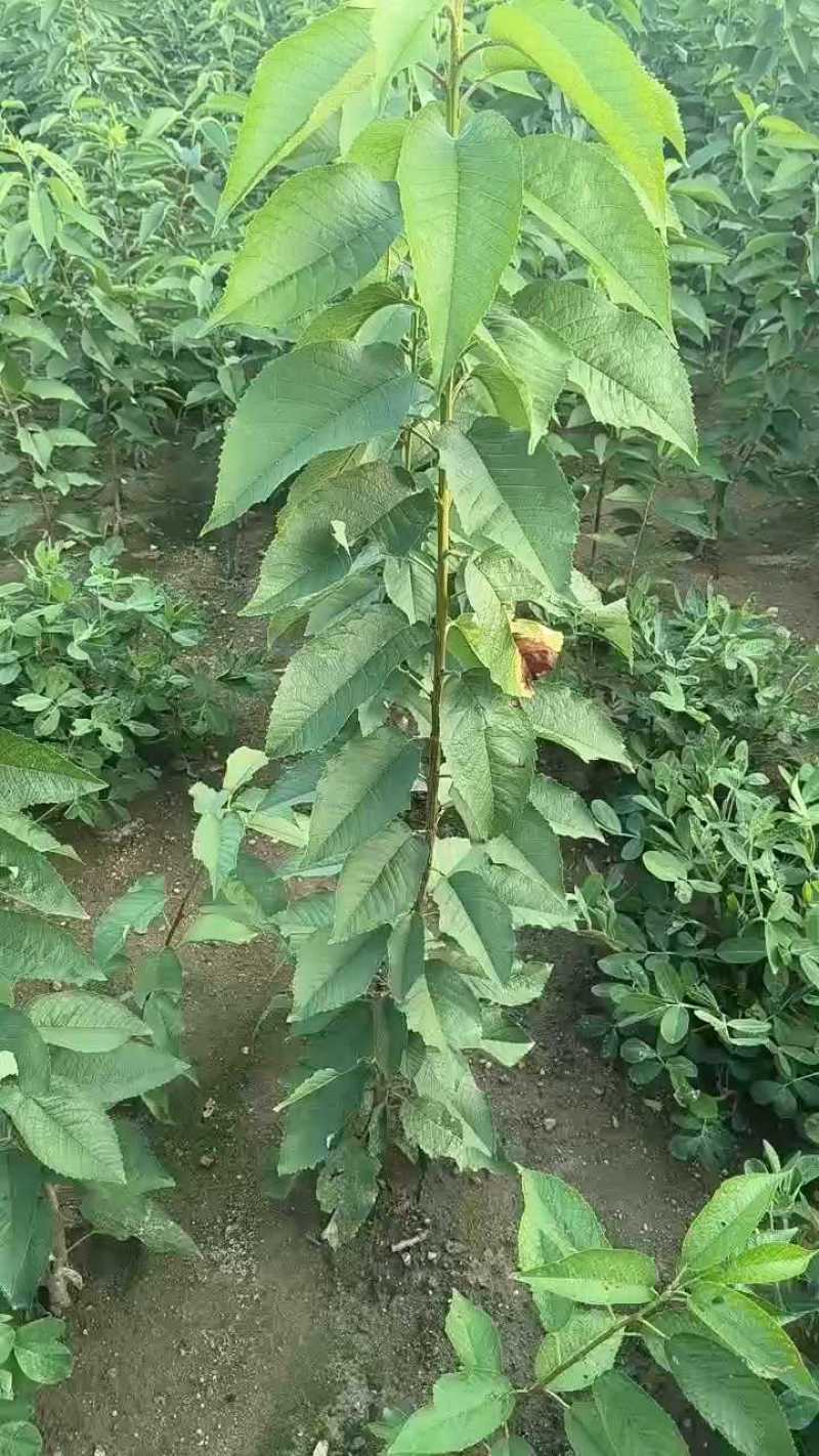 齐早樱桃吉塞拉矮化砧木嫁接4-8樱桃苗斯凯拉雷樱桃苗