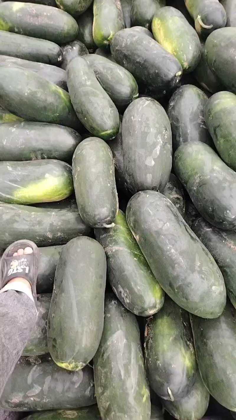 黑皮冬瓜万亩产地正在大量上市中，基地直发，量大从优！！！