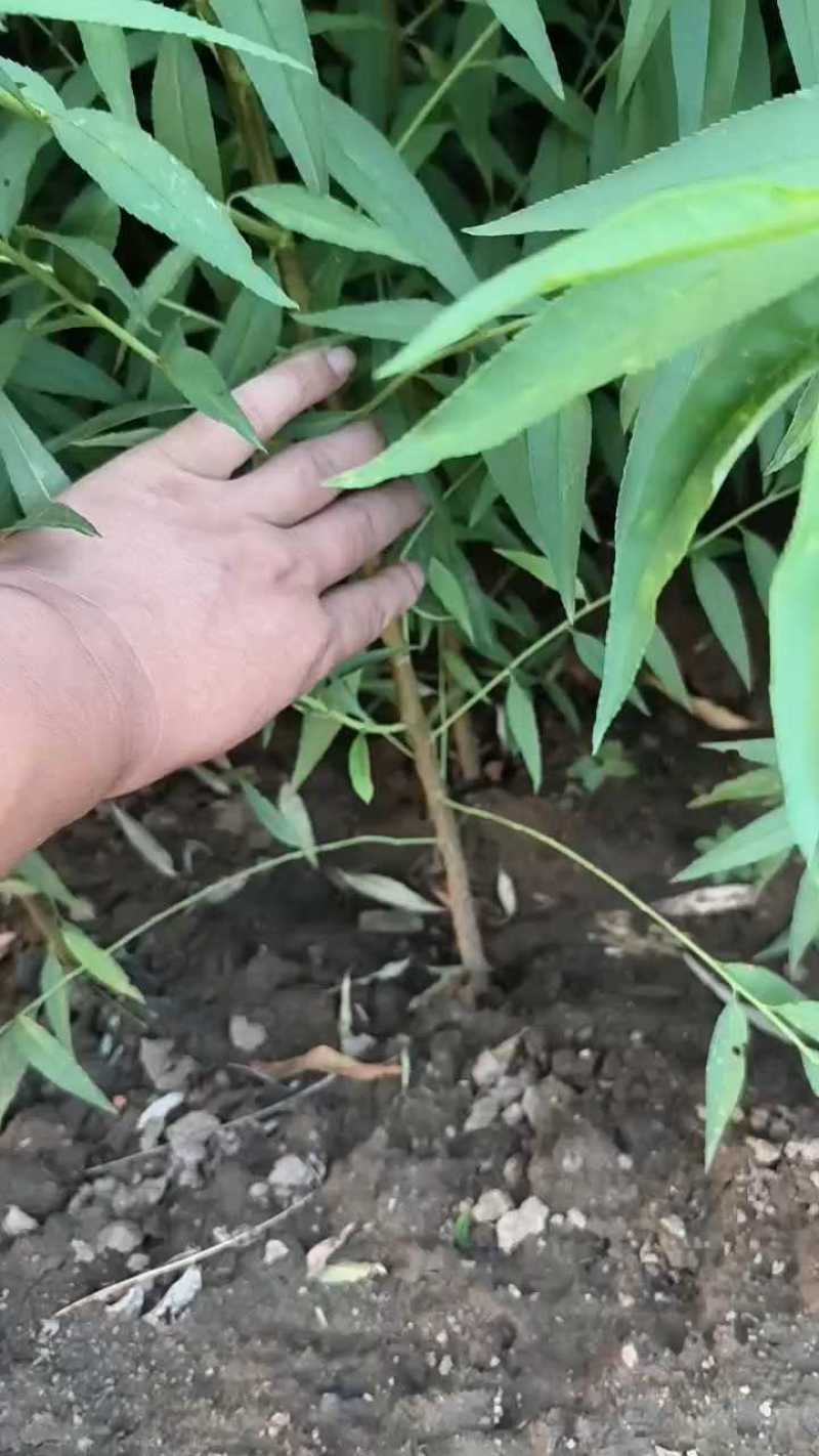 毛桃苗嫁接桃树砧木木桃树实生苗