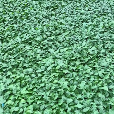 辣椒苗全螺螺丝椒线椒黄皮尖椒红黄彩椒朝天椒