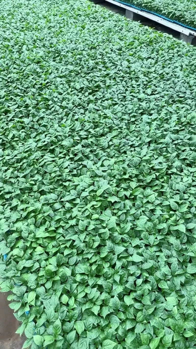 辣椒苗全螺螺丝椒线椒黄皮尖椒红黄彩椒朝天椒