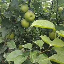 皇冠梨，大量发货，口感甜，货源充足，保质保甜