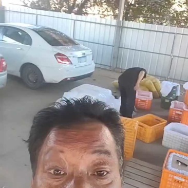 7月4号，酥脆一号梨现场装果中