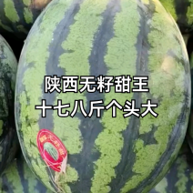 陕西蒲城大棚直生苗甜王西瓜现已大量上市