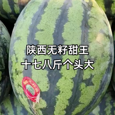 陕西蒲城大棚直生苗甜王西瓜现已大量上市