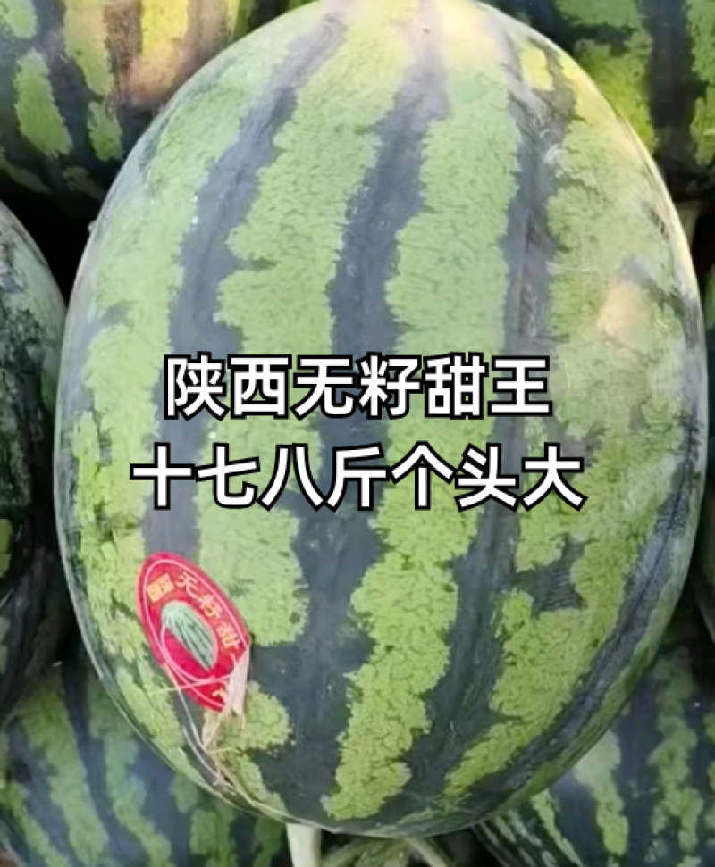 陕西蒲城大棚直生苗甜王西瓜现已大量上市