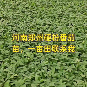 硬粉西红柿苗硬粉番茄苗直播苗嫁接苗免费技术指导包回收