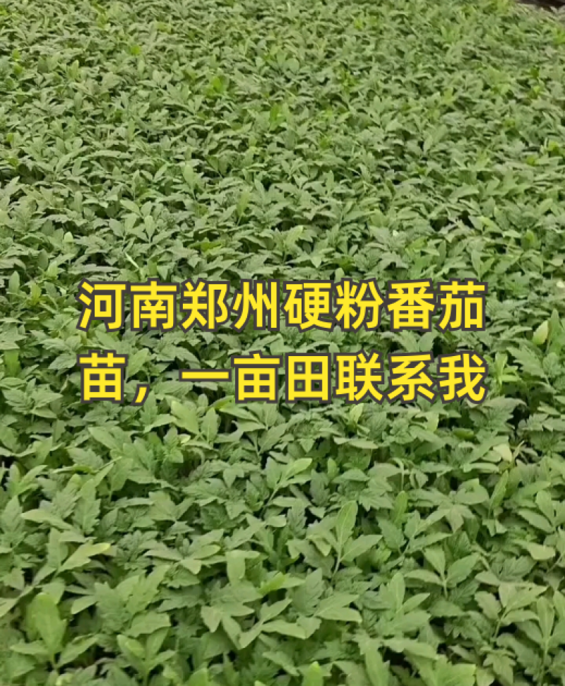 硬粉西红柿苗硬粉番茄苗直播苗嫁接苗免费技术指导包回收