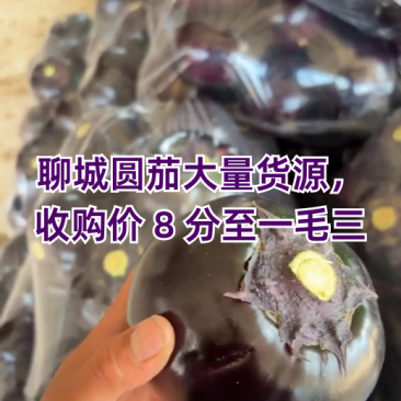 /think聊城圆茄一毛到一毛五海量货源代发全国