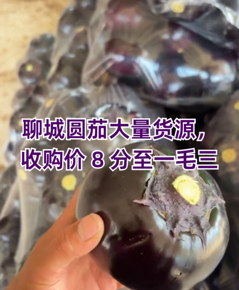 /think聊城圆茄一毛到一毛五海量货源代发全国