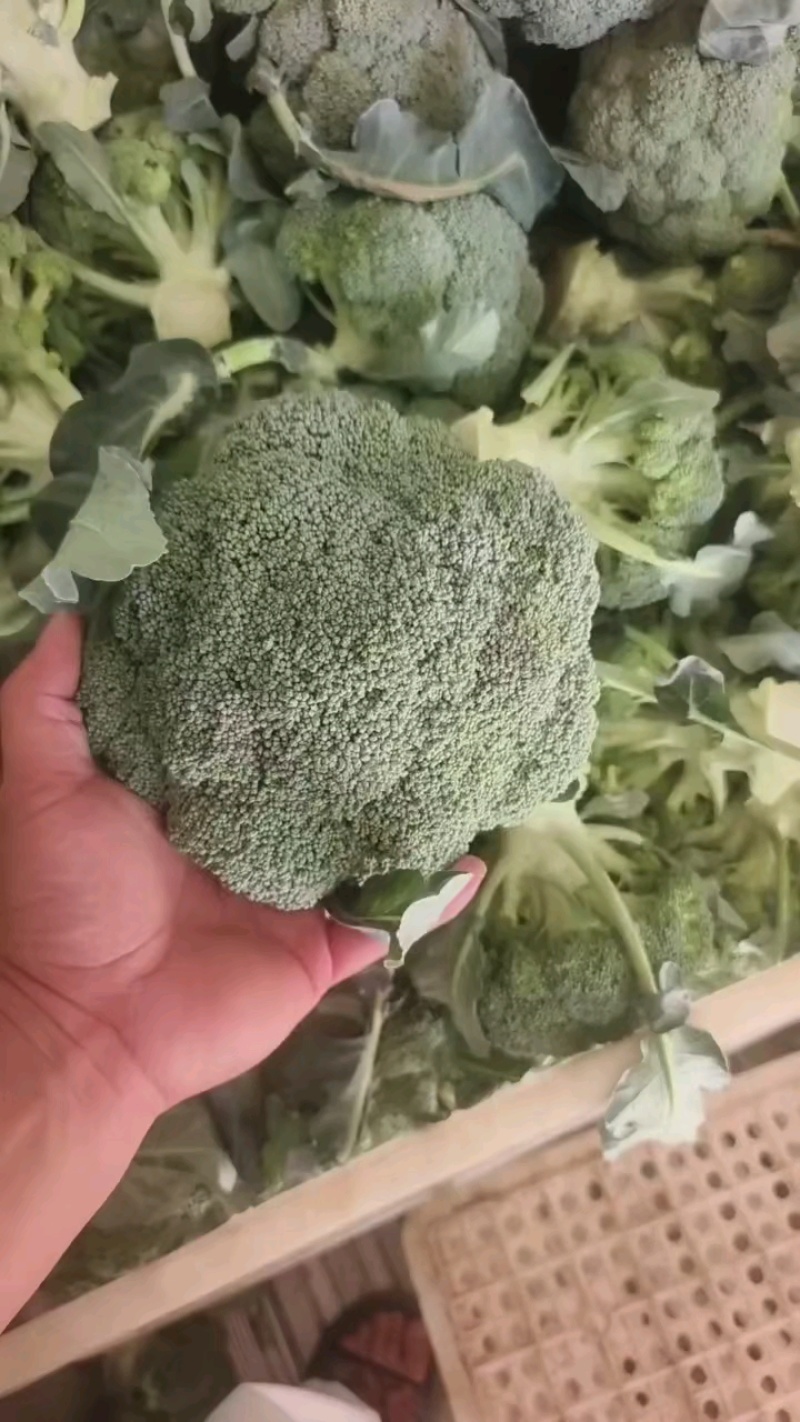 西蓝花，常年供应【精品西蓝花】，型好，颜色鲜绿