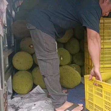 无胶菠萝,珍珠菠萝,黄金包菠萝蜜广东化州木菠萝无胶菠萝