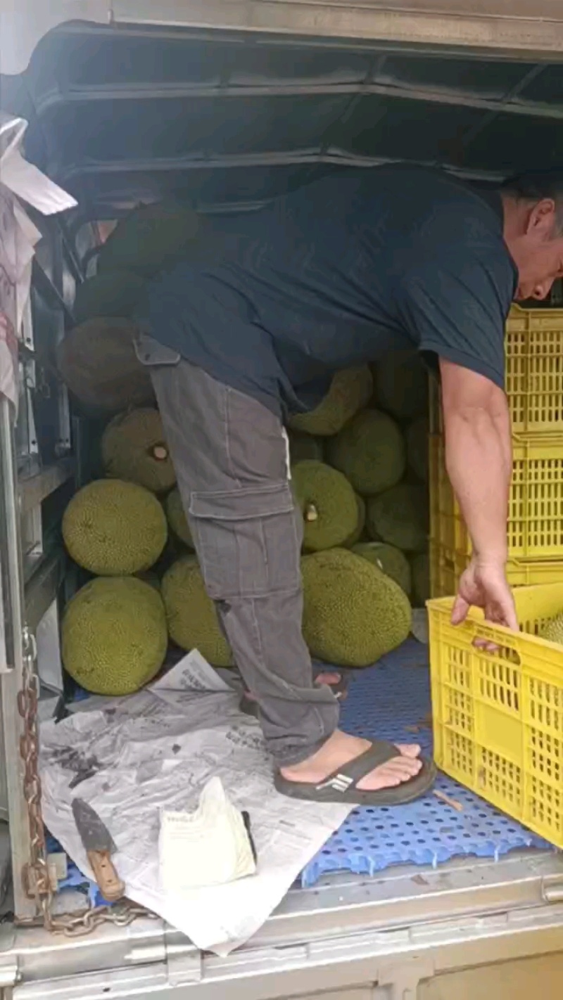 无胶菠萝，珍珠菠萝，黄金包菠萝蜜广东化州木菠萝无胶菠萝