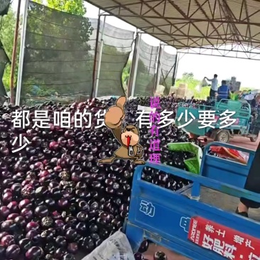 【热卖中】河北紫光圆茄大量上市产地一手货源量大从优