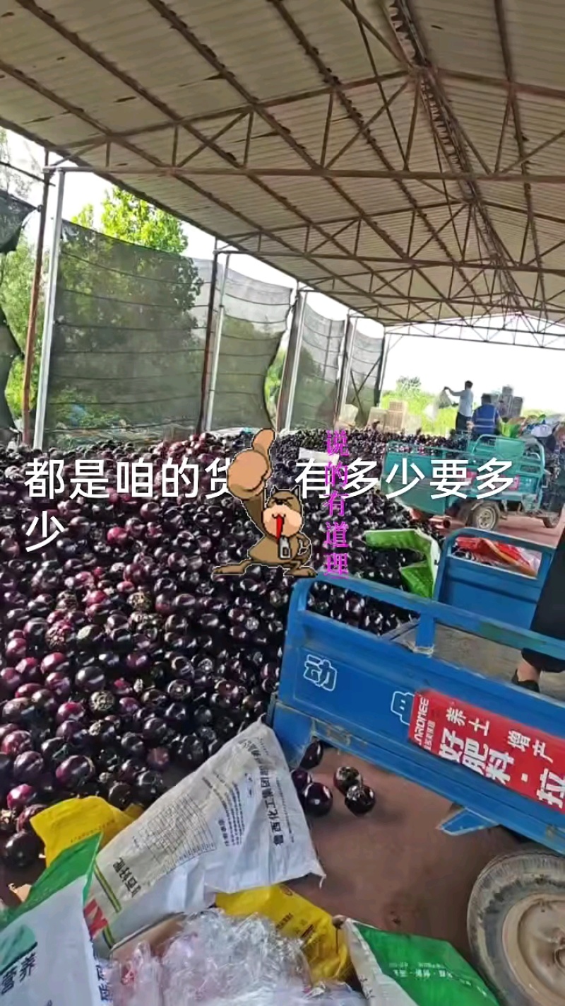 【热卖中】河北紫光圆茄大量上市产地一手货源量大从优