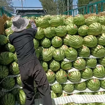 精品宁夏硒砂瓜石头瓜大量上市品质保证量大从优一手货