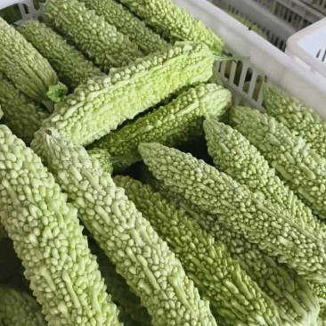 苦瓜，白玉苦瓜，长大量供应，量大从优