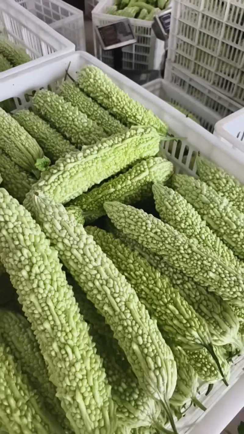 苦瓜，白玉苦瓜，长大量供应，量大从优