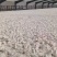 厂里红薯淀粉颗粒大，有需要的抓紧联系