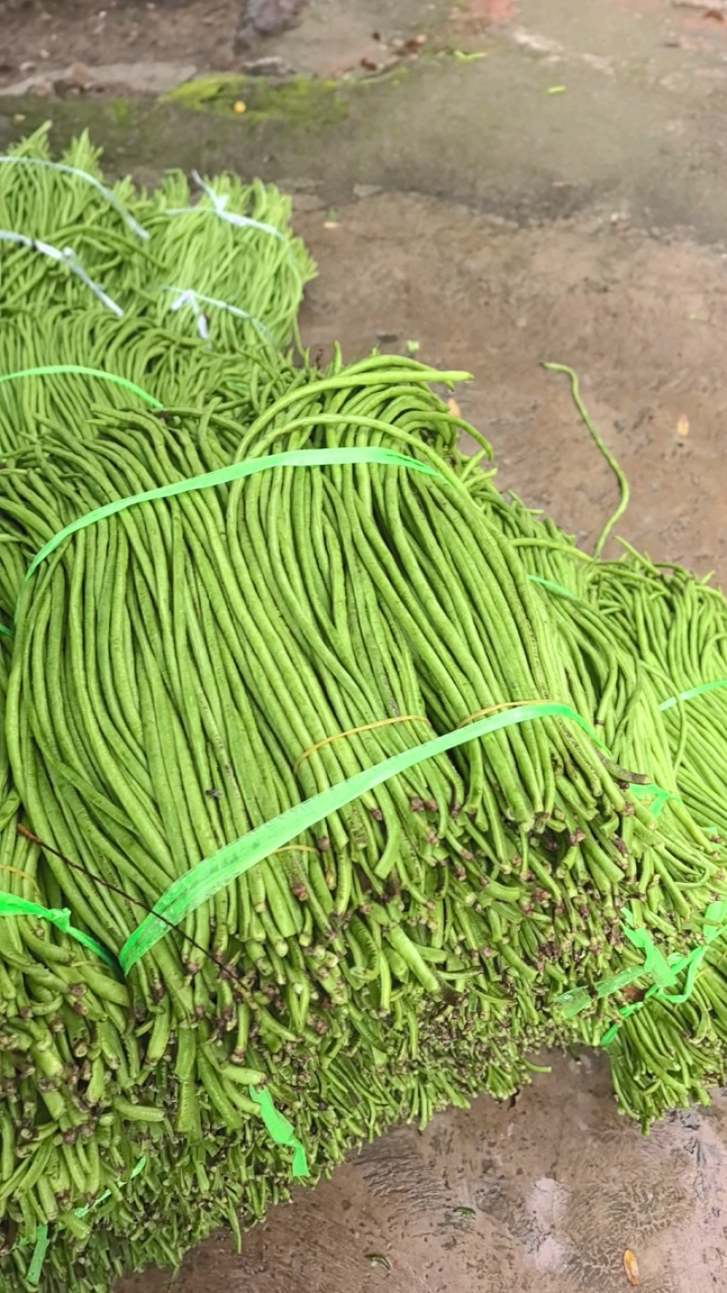 豇豆长豆角泡豇豆大量上市，价格优，质量好