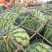 【推荐】开封精品美都西瓜产地直发糖度高口感好